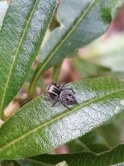 Aphirape misionensis