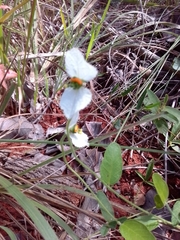 Dalechampia caperonioides