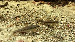 Characidium fasciatum