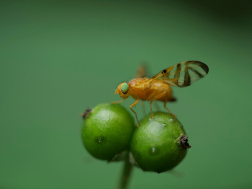 Myoleja, 2026-06-09