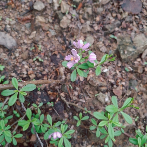 Espinaca de Filipinas (Talinum fruticosum)