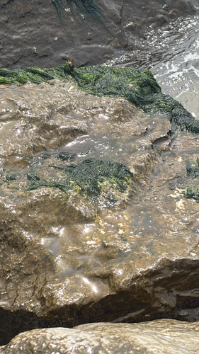 Ulva flexuosa observed 2026-05-26
