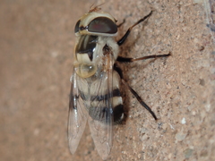 Copestylum apiciferum