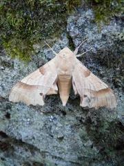 Marumba quercus