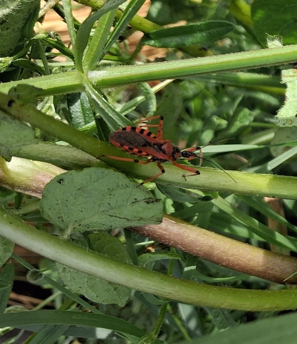 Rhynocoris iracundus