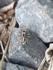 Aphirape misionensis