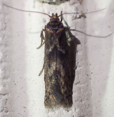 Blastobasis maroccanella