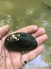 Uniomerus tetralasmus