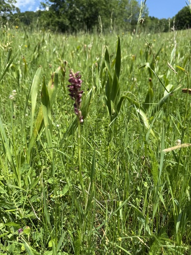 Bug Orchid