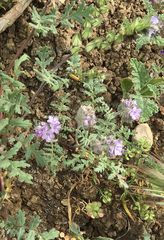 Phacelia tanacetifolia