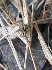 Aphirape misionensis