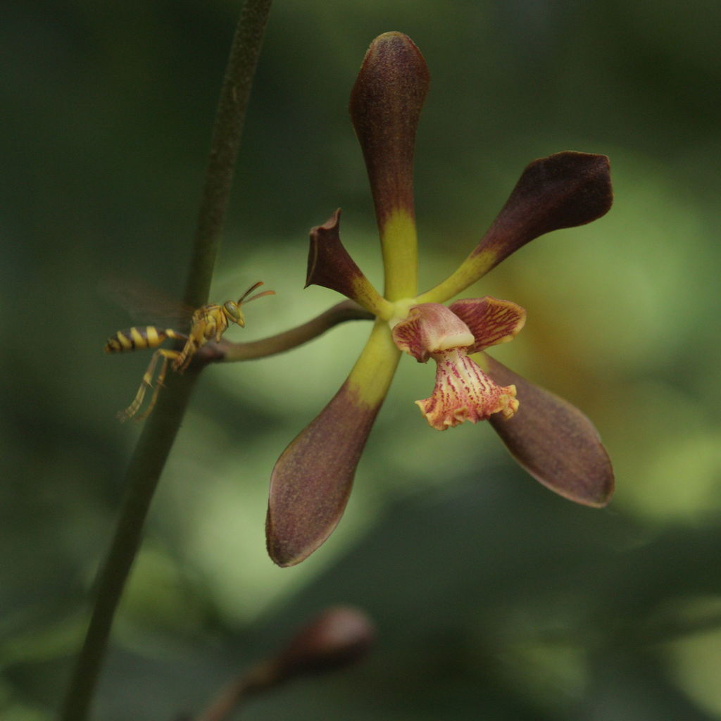 Encyclia parviflora (Orquídeas del Bosque Mesófilo) · iNaturalist Mexico