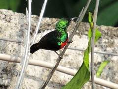 Cinnyris chloropygius