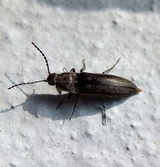 Cidnopus aeruginosus