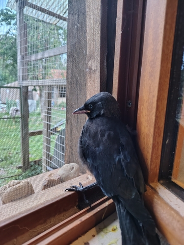 Eurasian Jackdaw