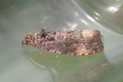 Endothenia