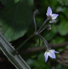 Solanum nigrum