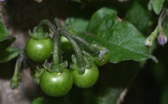 Solanum nigrum