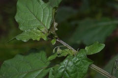 Solanum nigrum