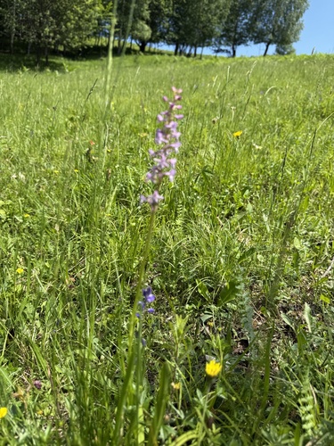 Fragrant Orchid