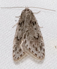 Semioscopis megamicrella