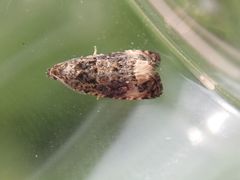 Endothenia