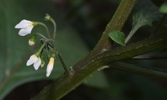 Solanum nigrum
