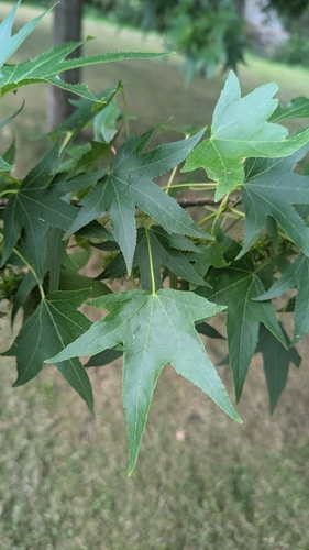American sweetgum