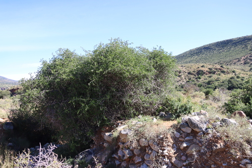 Searsia longispina, photograph 4