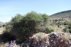 Searsia longispina, photograph (c) Tony Rebelo, some rights reserved (CC BY-SA)