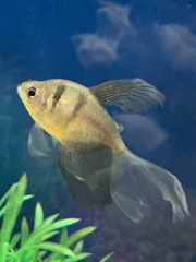 Gymnocorymbus ternetzi