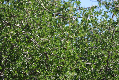 Searsia longispina, photograph 5