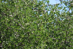 Searsia longispina, photograph (c) Tony Rebelo, some rights reserved (CC BY-SA)