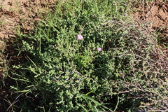 Ruschia tenella