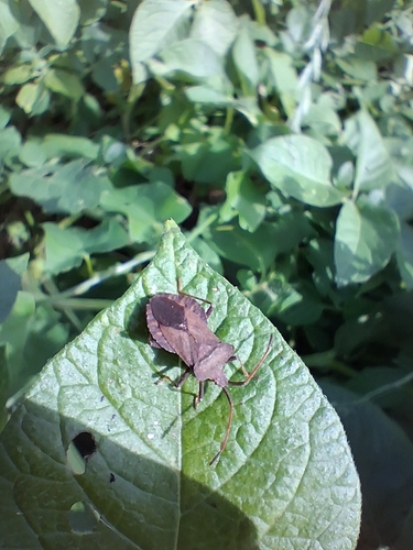 Dock Bug