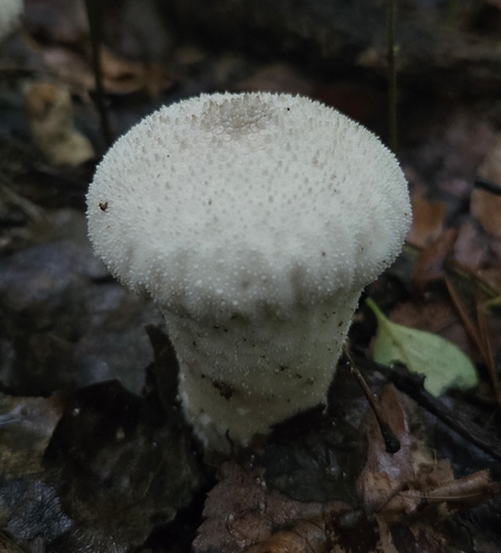 Common Puffball