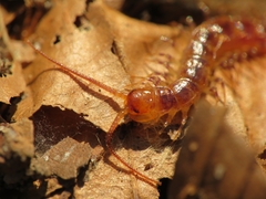 Lithobius variegatus