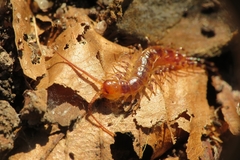 Lithobius variegatus