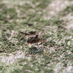 Megabunus diadema