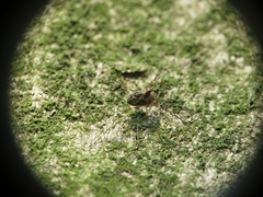 Megabunus diadema