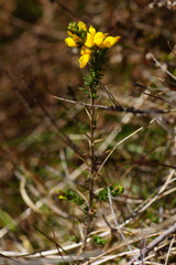 Genista anglica