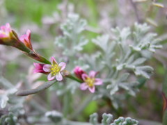 Polygonum bellardii