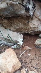 Ornithogalum fimbriatum