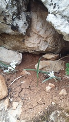 Ornithogalum fimbriatum
