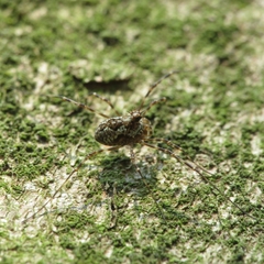 Megabunus diadema