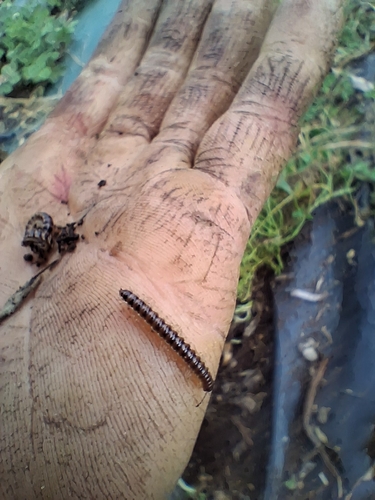 Greenhouse Millipede