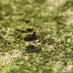Megabunus diadema