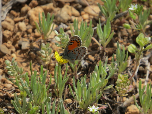 Nogel's Hairstreak
