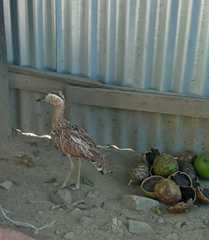 Burhinus