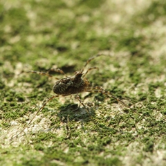 Megabunus diadema